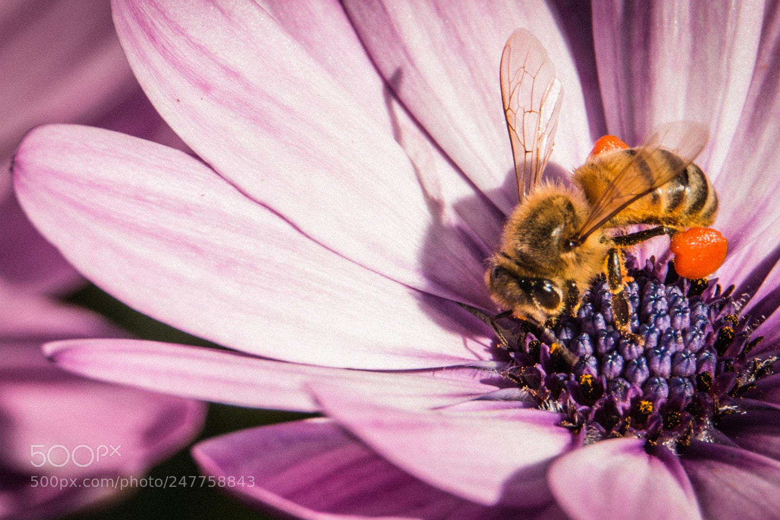 Nikon D610 sample photo. Mr. bee photography