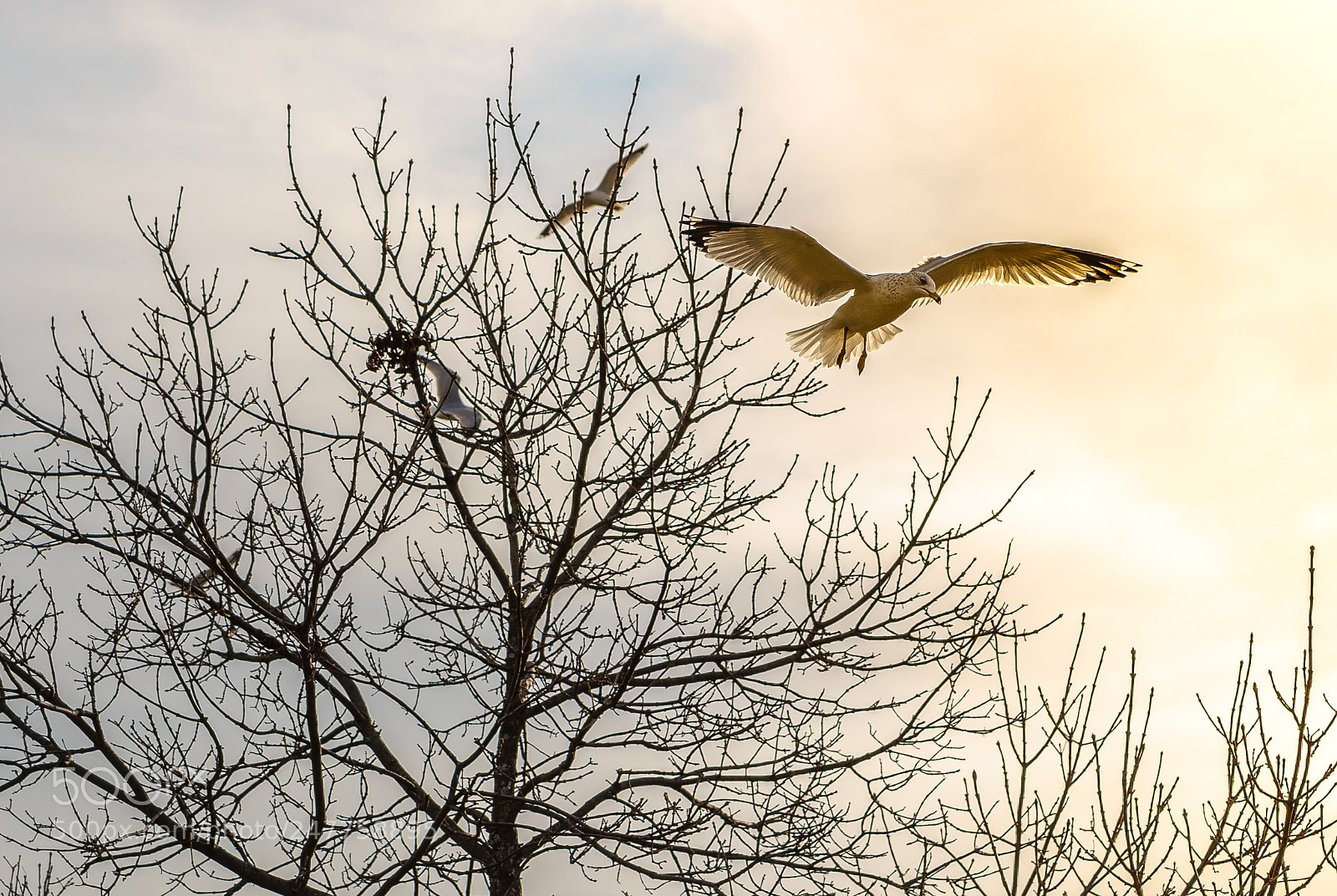 Sony a7 II sample photo. Dsc photography