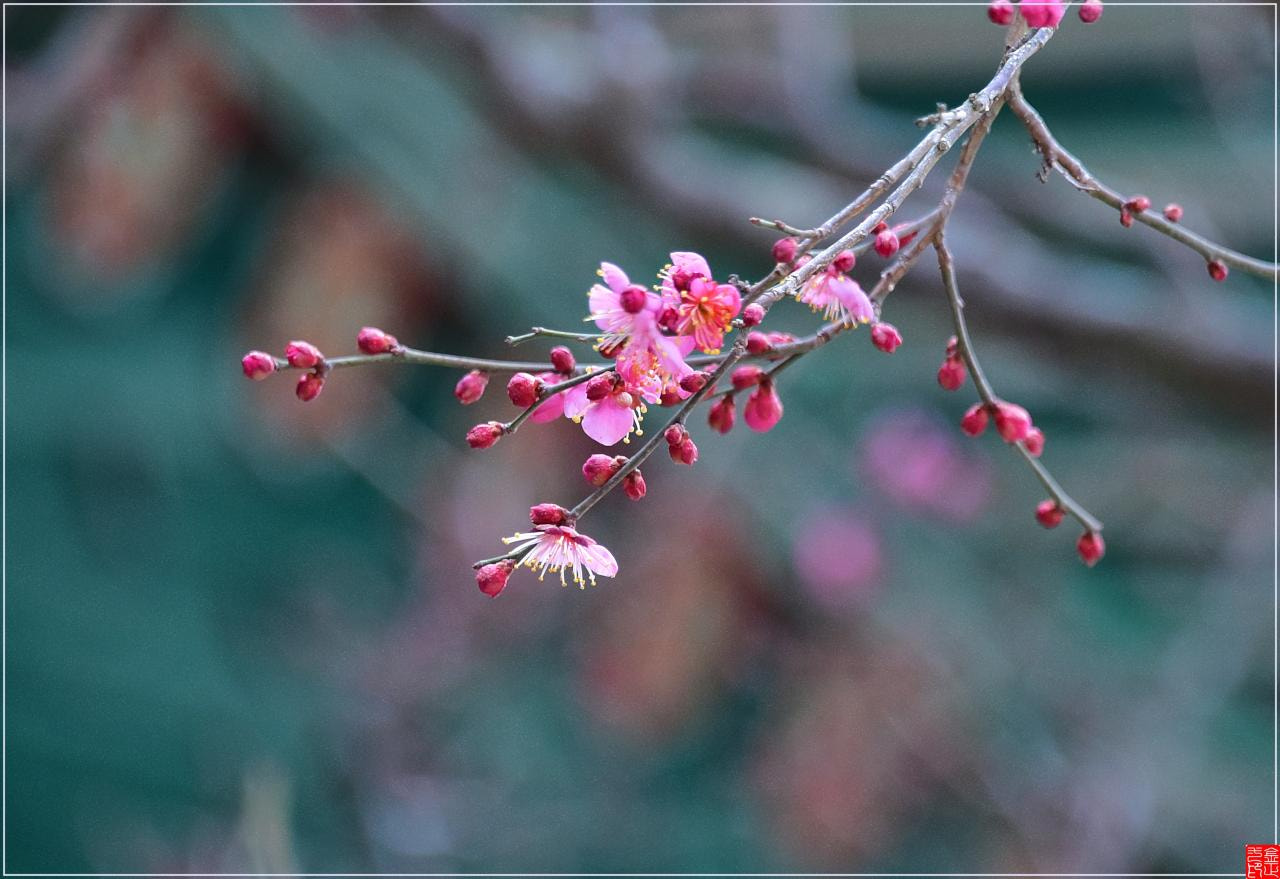 Nikon D810 sample photo. Yangsan  tongdosa flower photography