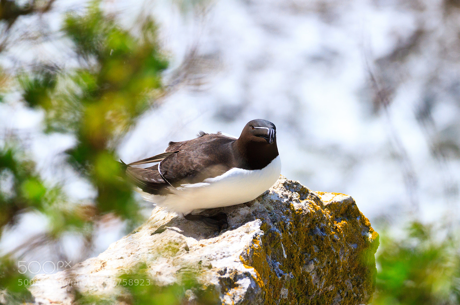 Canon EOS 7D sample photo. Resting razorbill photography