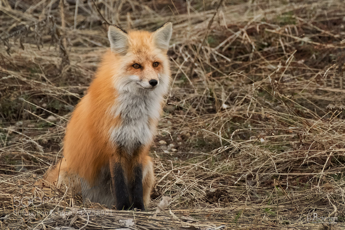 Fujifilm X-T2 sample photo. Fox sitting photography