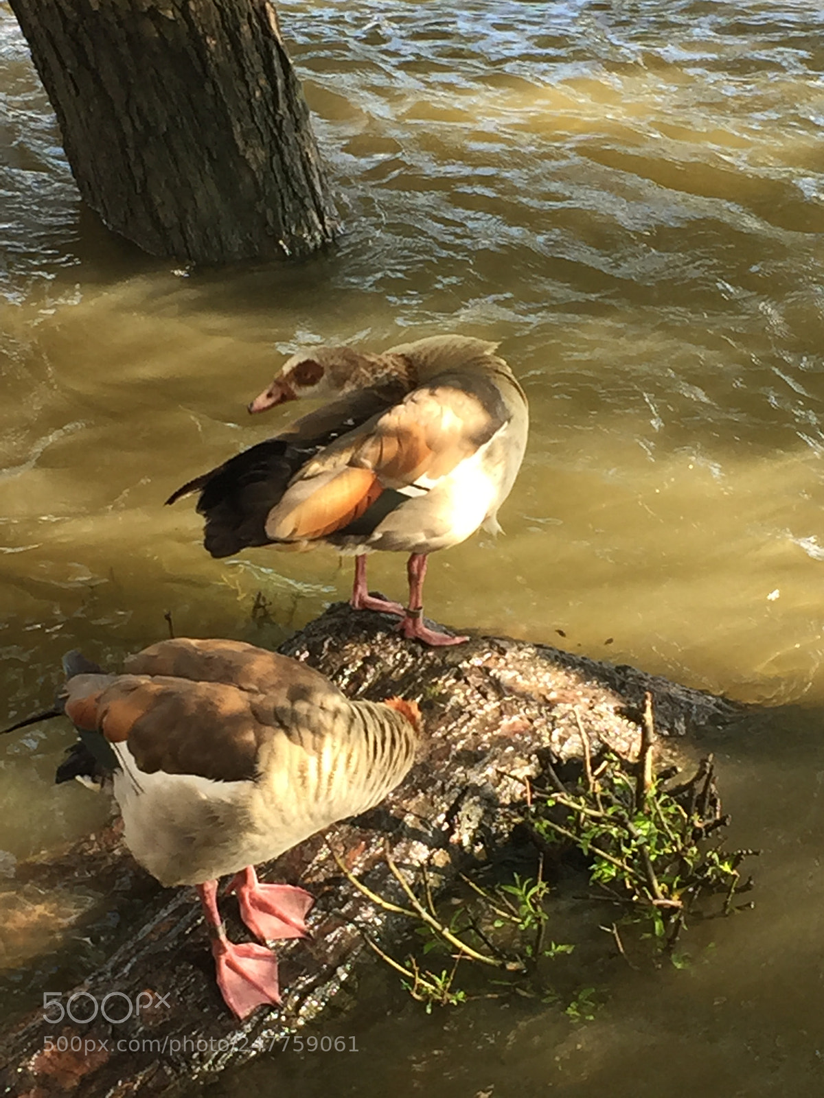 Apple iPhone 6 sample photo. Untitled photography