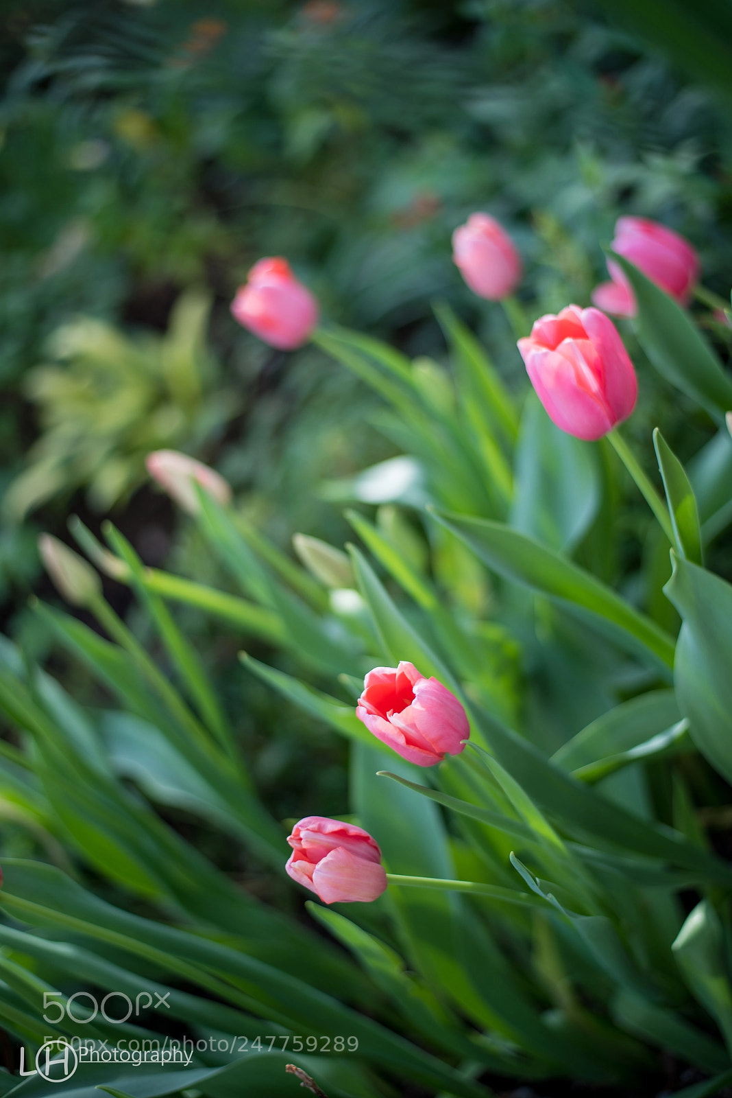 Nikon D810 sample photo. Garden photography