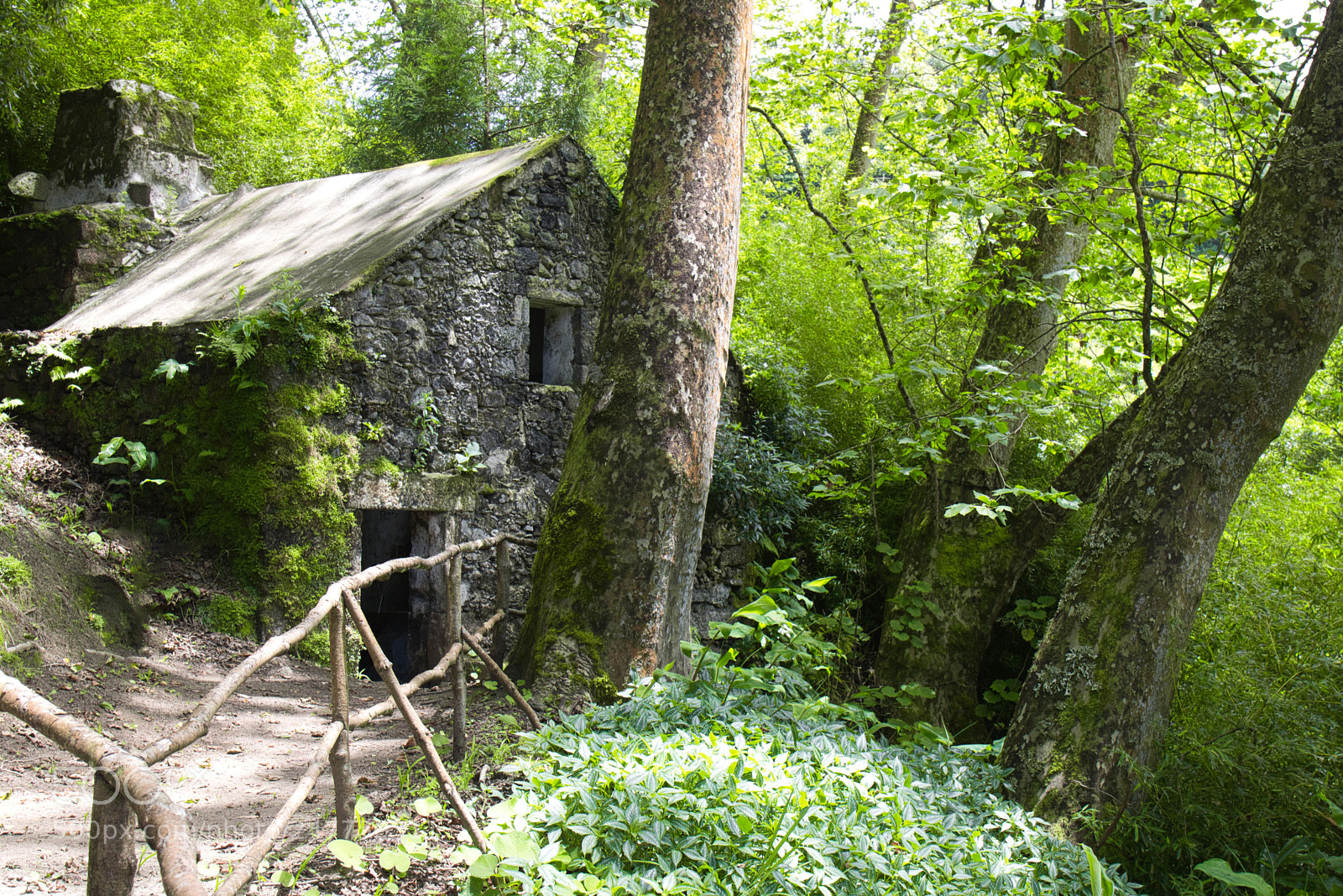 Canon EOS 750D (EOS Rebel T6i / EOS Kiss X8i) sample photo. Lost in the woods photography