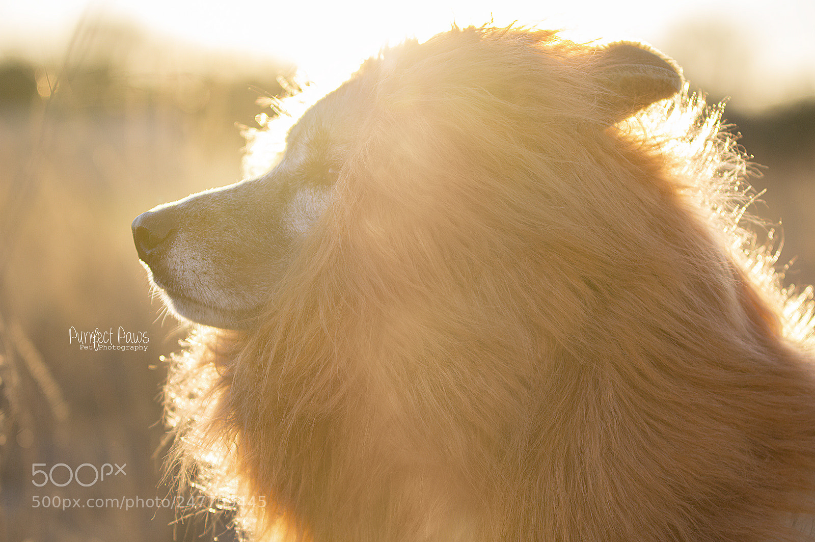 Nikon D3200 sample photo. Turn your face towards photography