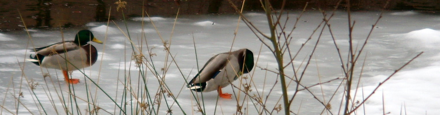 Nikon COOLPIX S9 sample photo. Hello, ducky photography