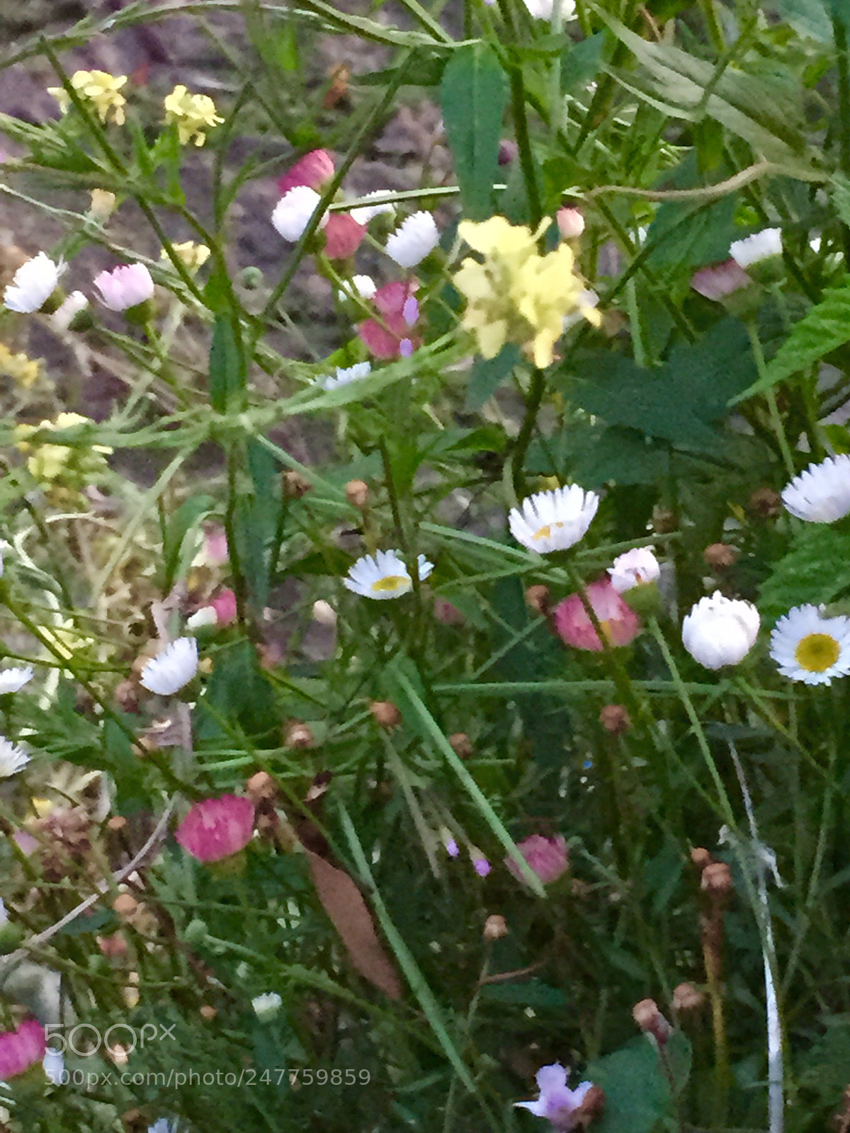 Apple iPhone 6 sample photo. Untitled photography