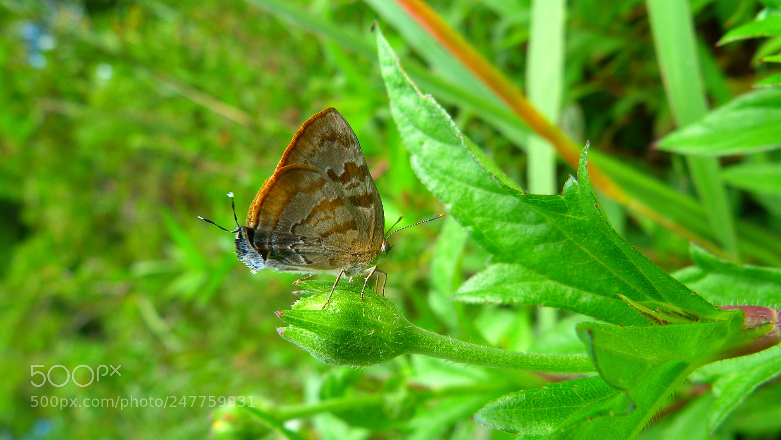 Panasonic Lumix DMC-FZ40 (Lumix DMC-FZ45) sample photo. Butterfly photography