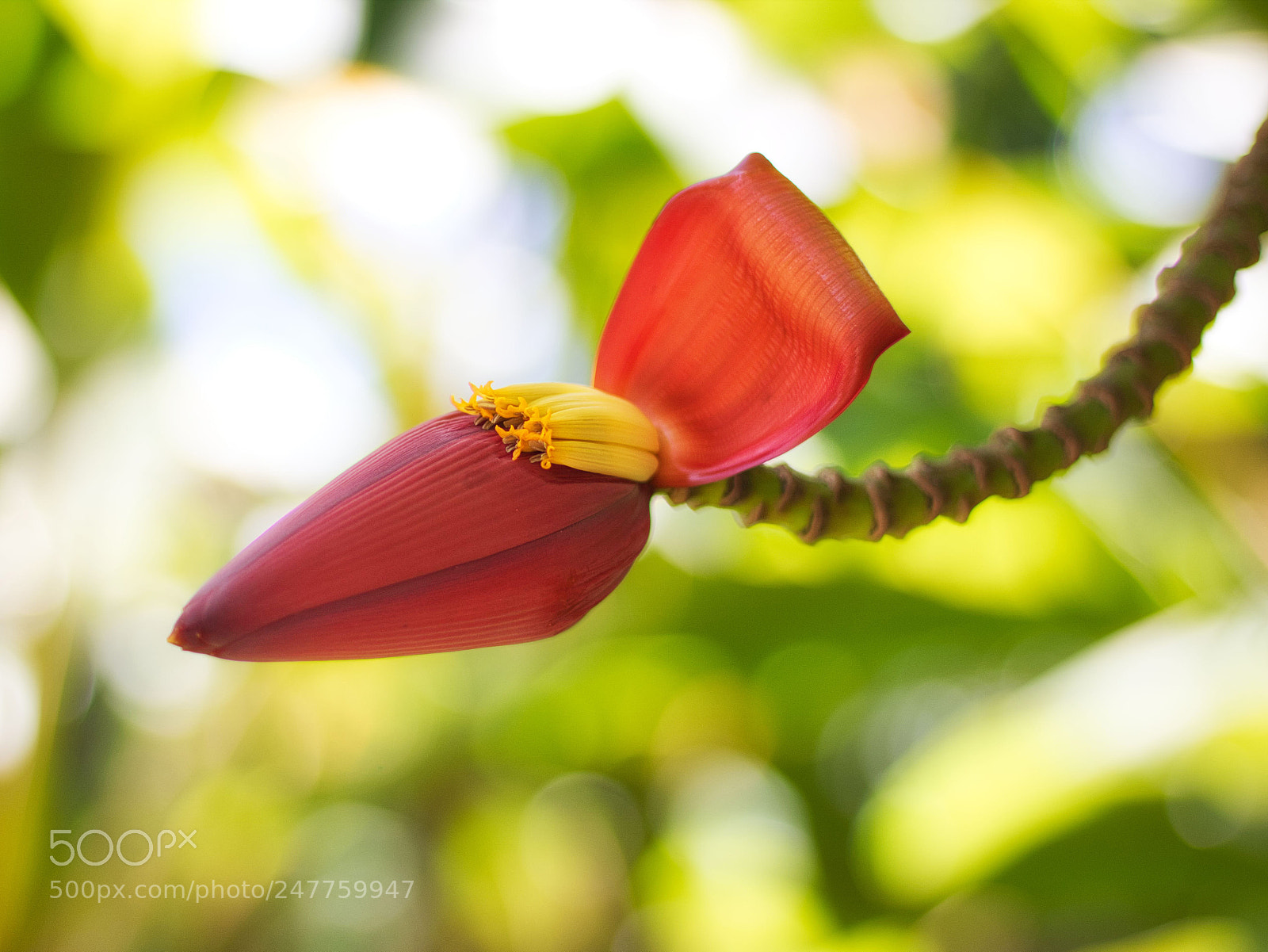 Canon EOS 750D (EOS Rebel T6i / EOS Kiss X8i) sample photo. Bitting beauty photography
