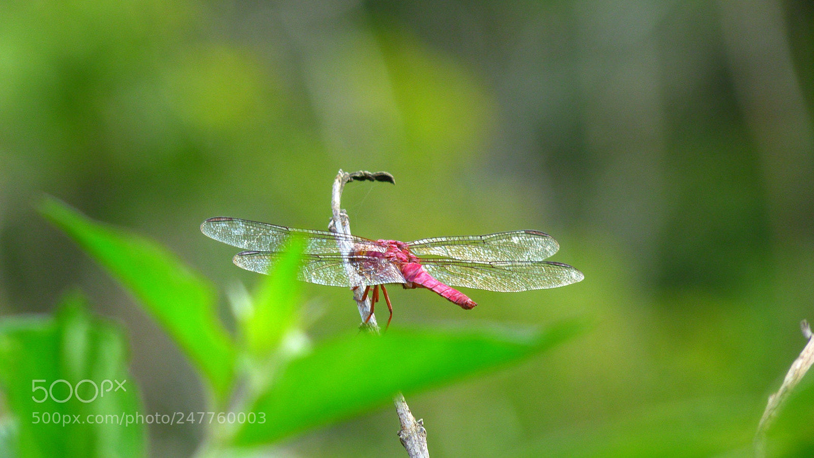 Panasonic Lumix DMC-FZ40 (Lumix DMC-FZ45) sample photo. Dragonfly photography