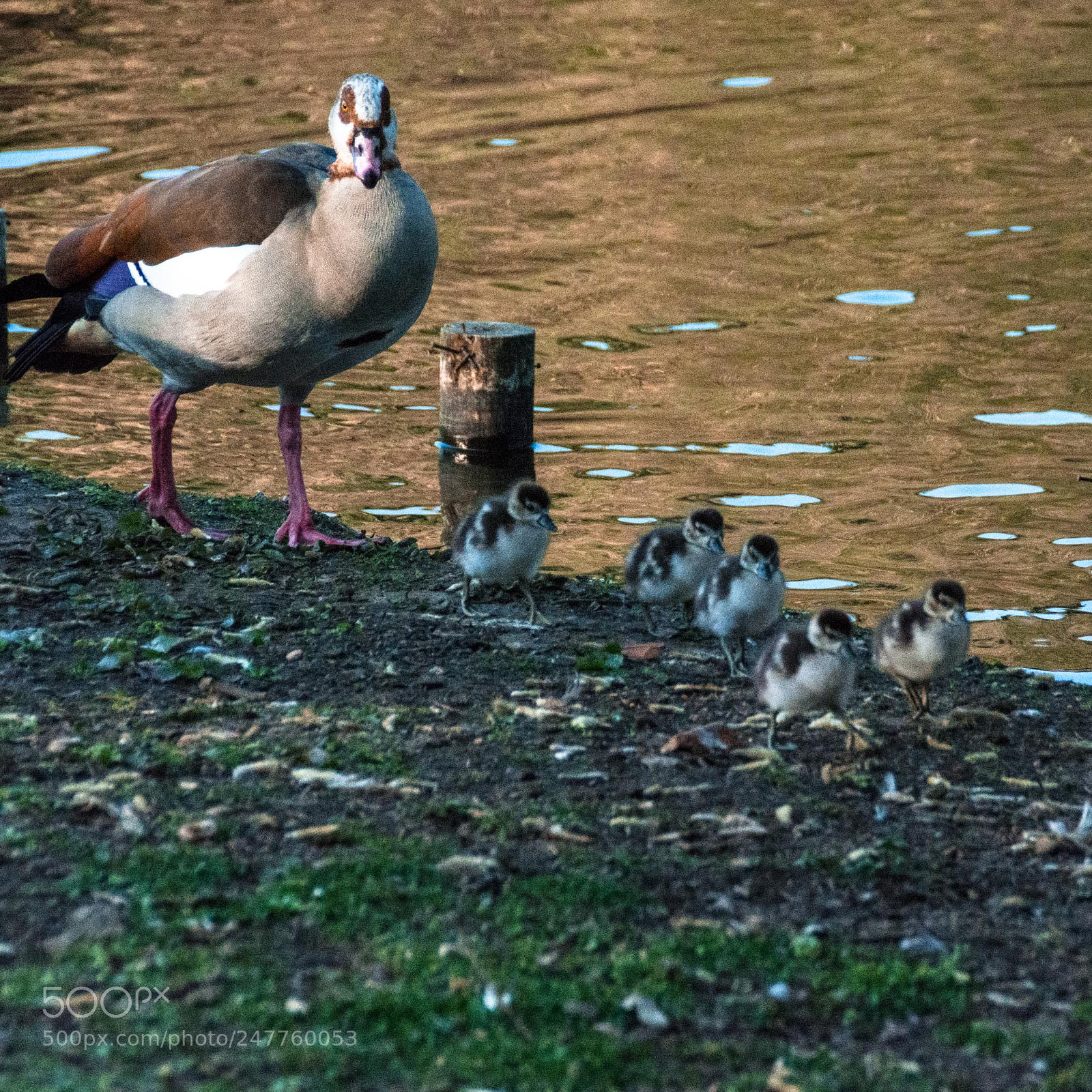 Nikon D5200 sample photo. Tales of life (47) photography