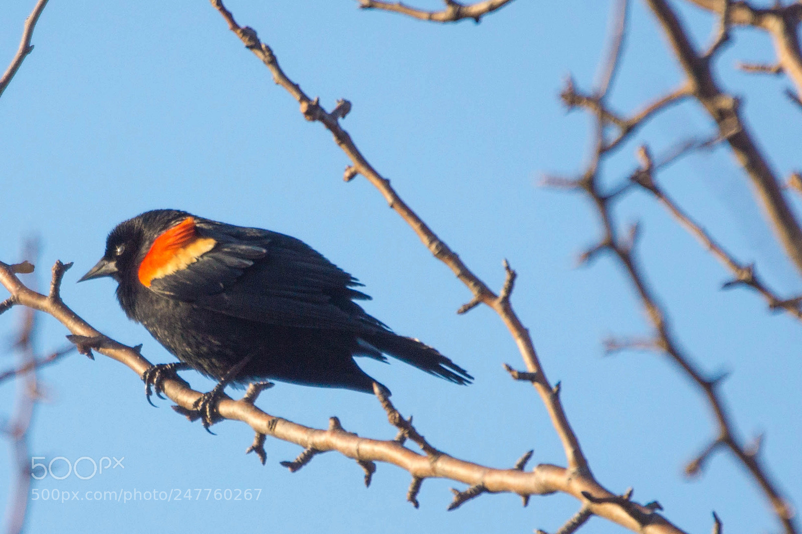 Sony Alpha NEX-7 sample photo. Redwing, again photography