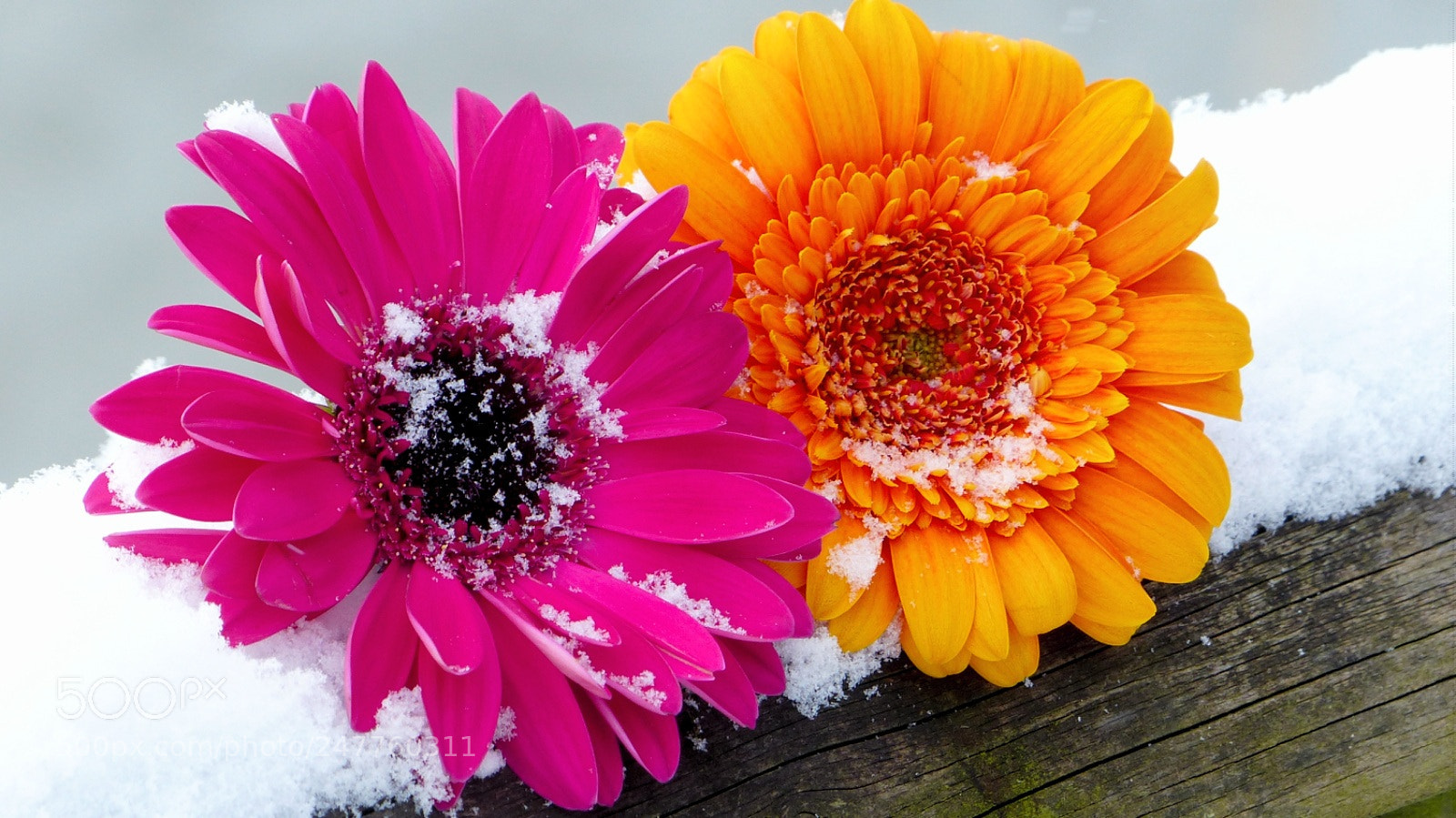 Panasonic Lumix DMC-FZ200 sample photo. Snowflowers photography