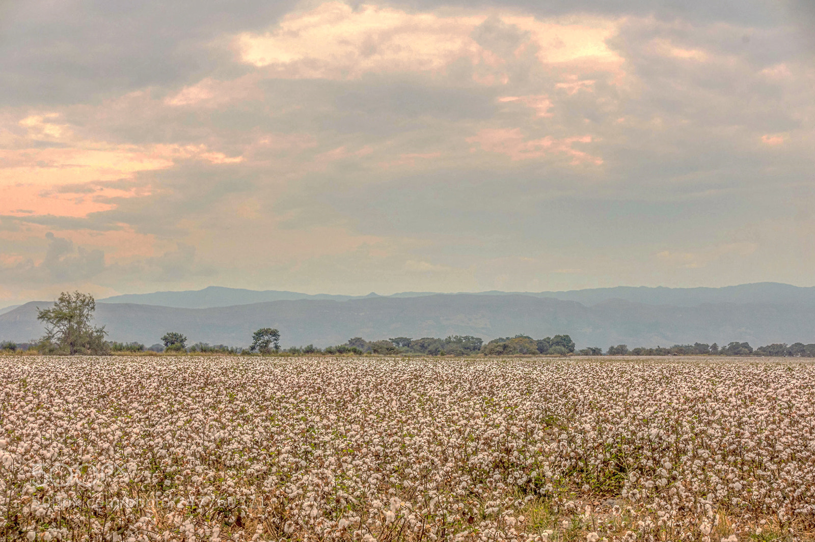Sony Cyber-shot DSC-RX100 III sample photo. Cotton field in colombia photography