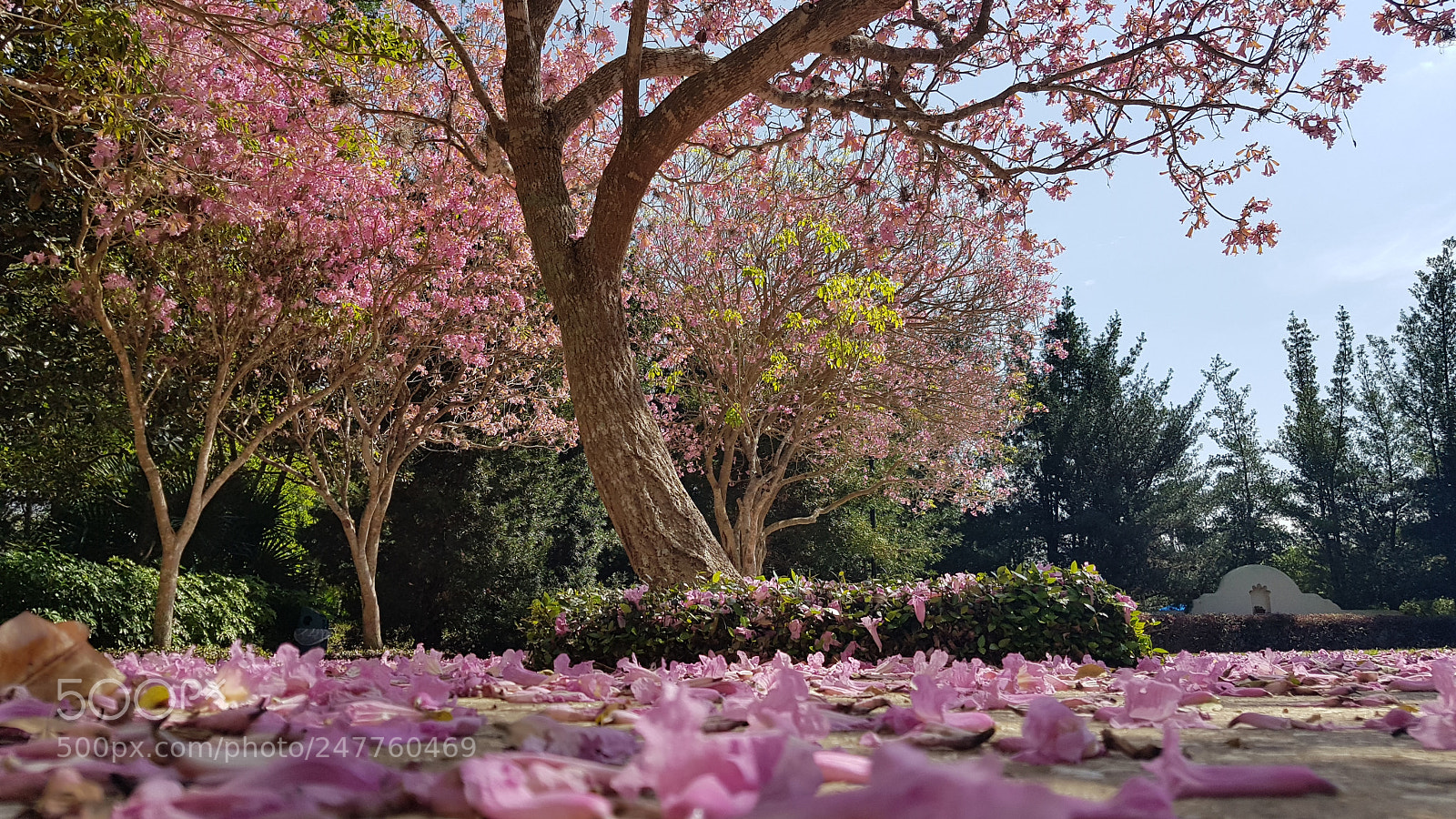 Samsung Galaxy S8+ sample photo. Untitled photography