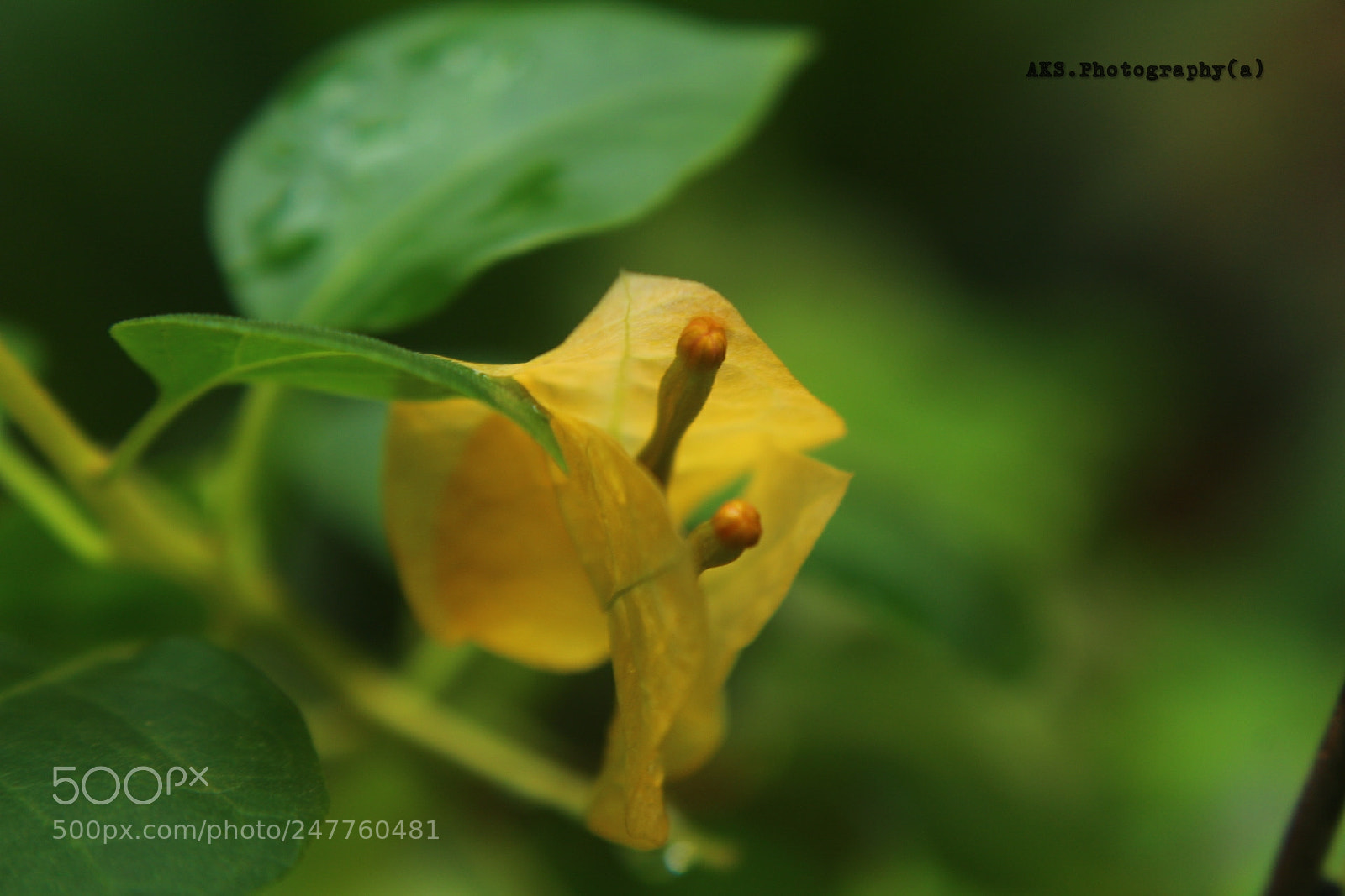 Canon EOS 1300D (EOS Rebel T6 / EOS Kiss X80) sample photo. Wild flower photography