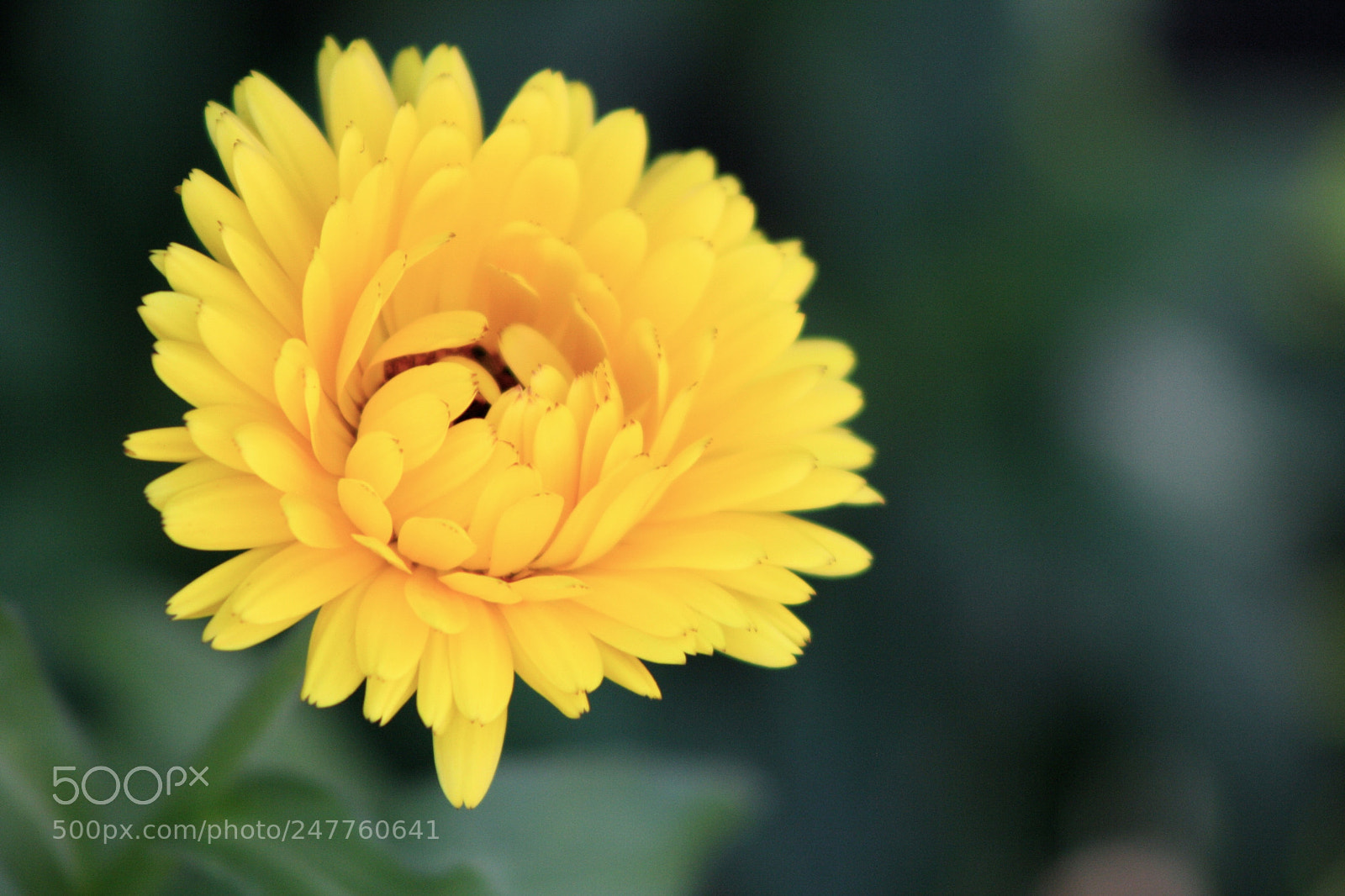 Canon EOS 1000D (EOS Digital Rebel XS / EOS Kiss F) sample photo. Yellow photography