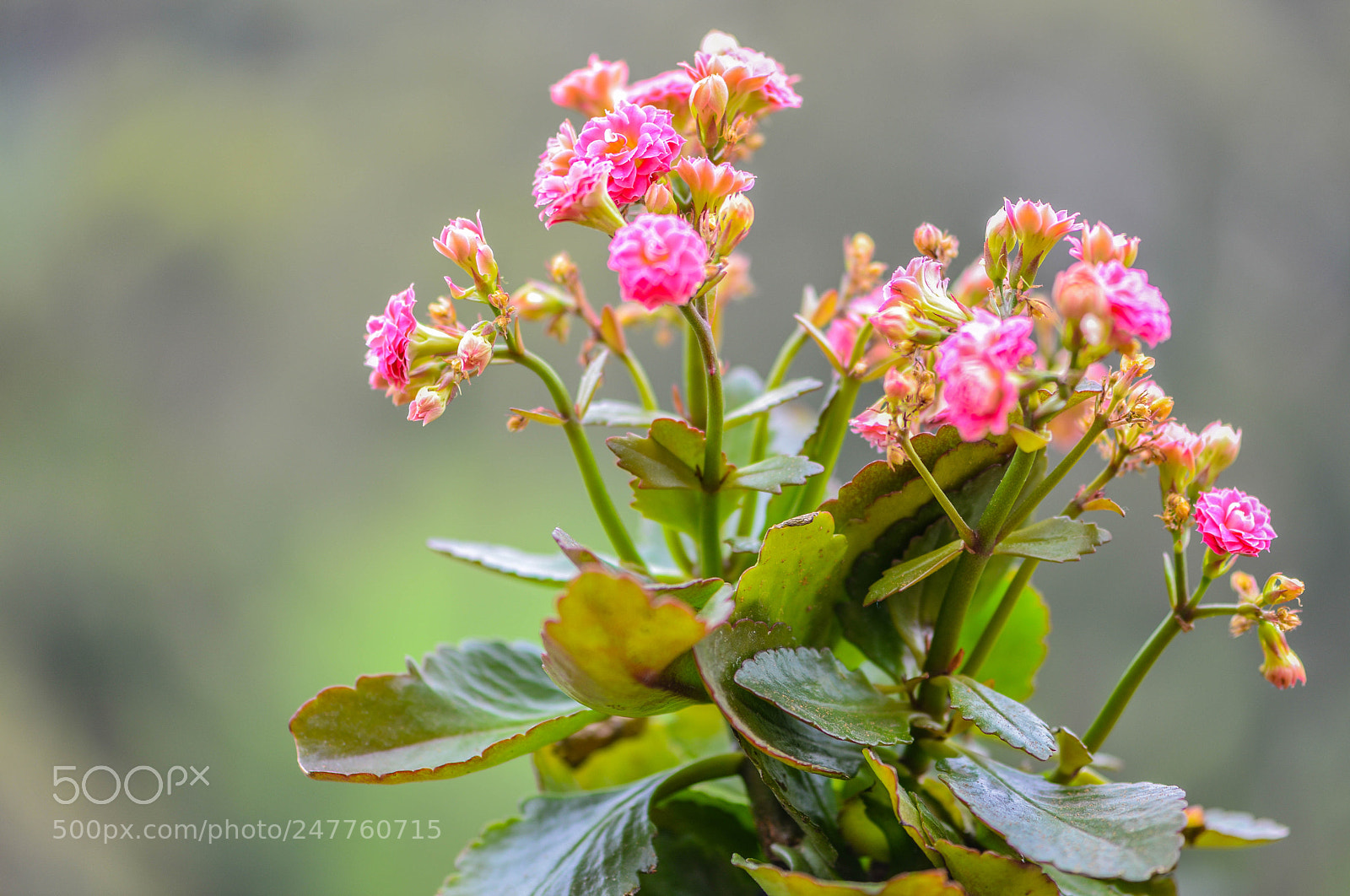 Nikon D610 sample photo. Colombian pink flower photography