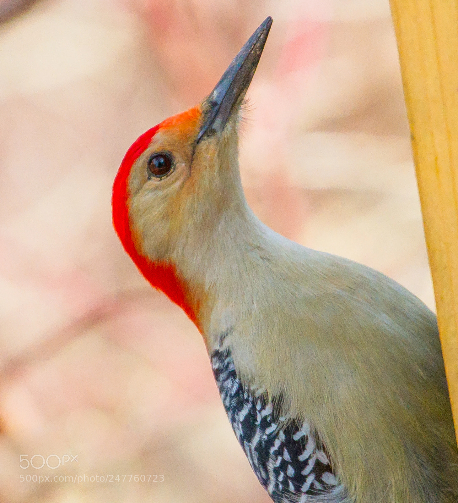 Canon EOS 7D sample photo. Red bellied woodpecker profile photography