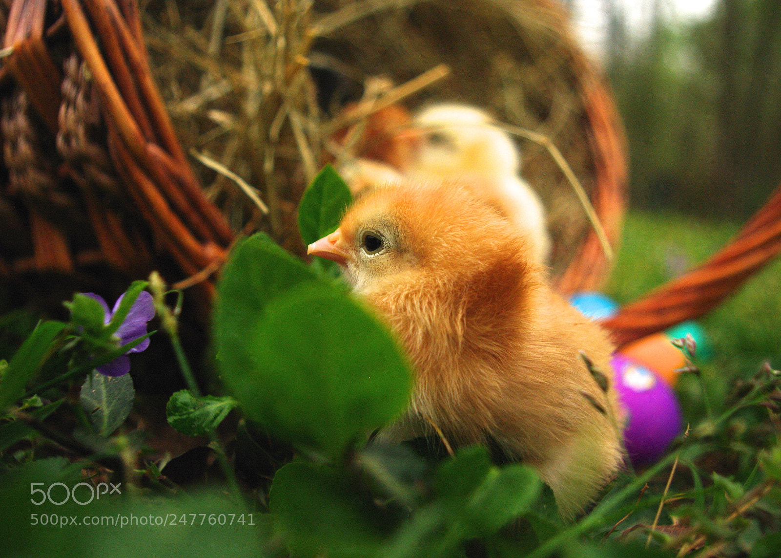 Pentax K20D sample photo. Easter chick photography