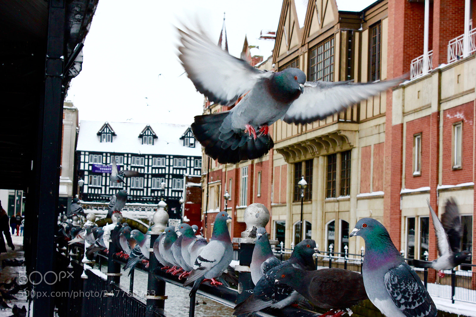 Canon EOS 550D (EOS Rebel T2i / EOS Kiss X4) sample photo. Running pigeon photography