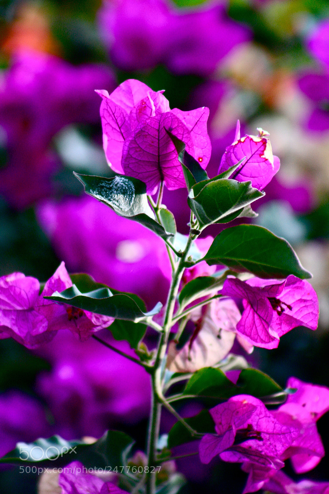 Canon EOS 1000D (EOS Digital Rebel XS / EOS Kiss F) sample photo. Purple blossom photography