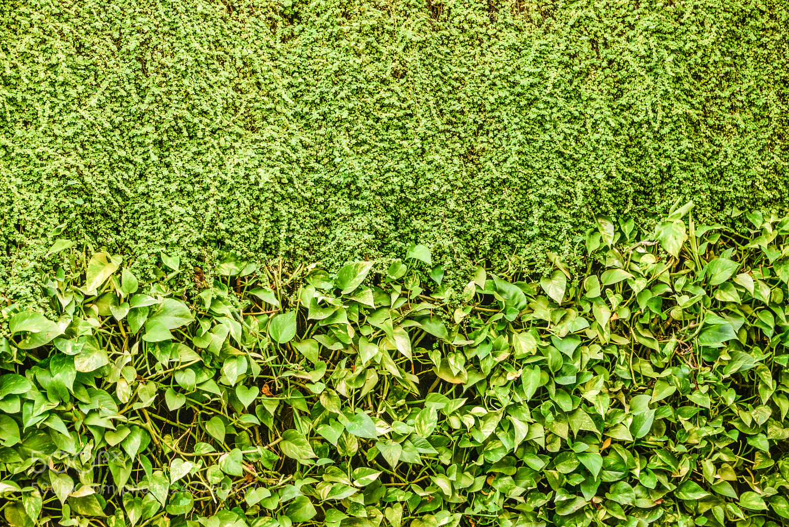 Nikon D610 sample photo. Green wall photography
