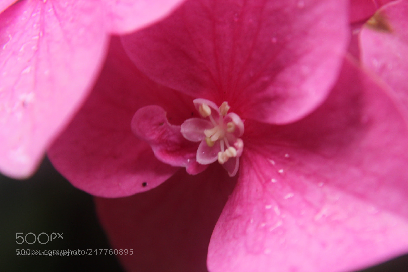 Canon EOS 1300D (EOS Rebel T6 / EOS Kiss X80) sample photo. Pink flower photography