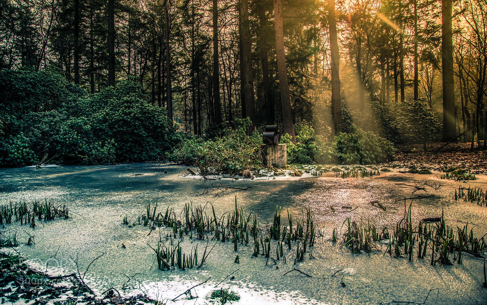 Sony a7 II sample photo. Winter sun photography