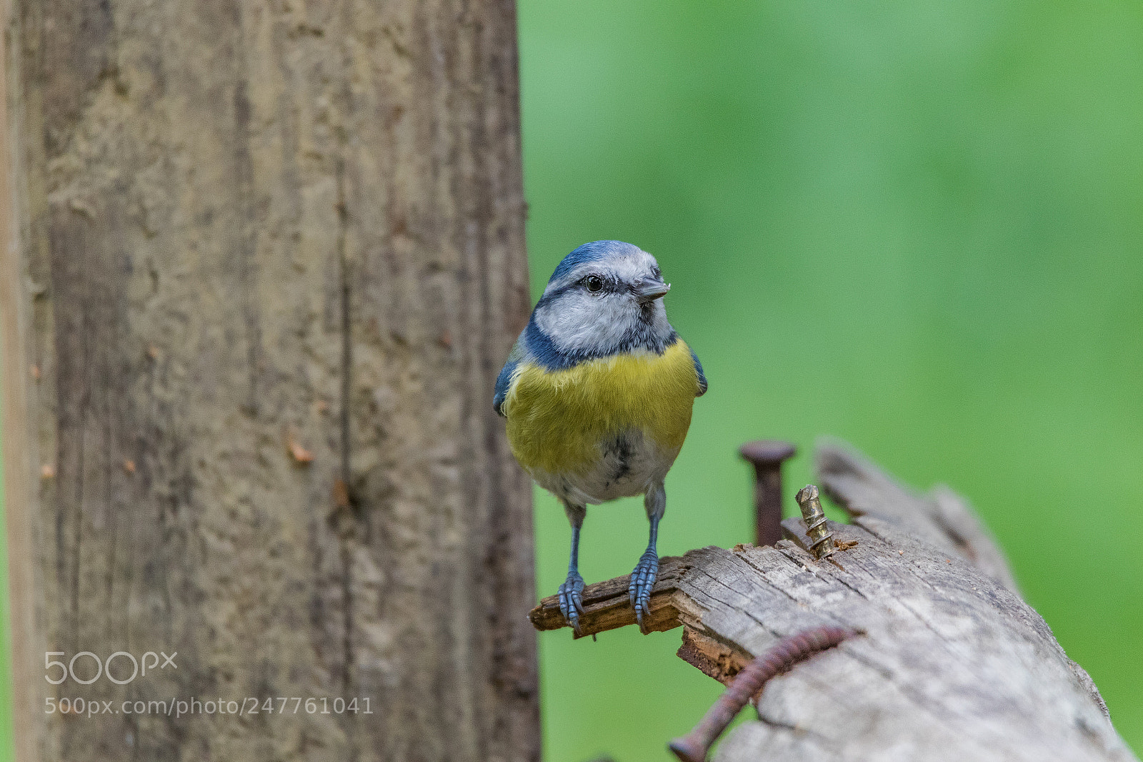 Canon EOS 7D Mark II sample photo. Cinciarella photography