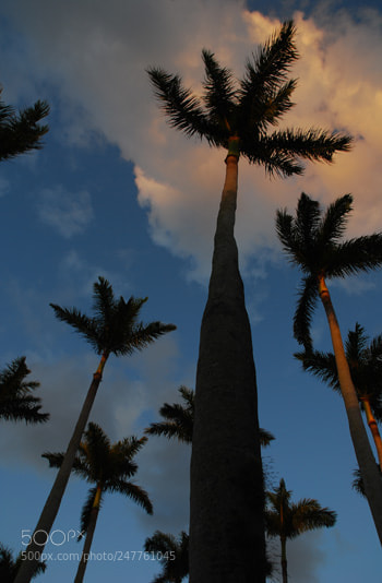 Nikon D60 sample photo. Td photography