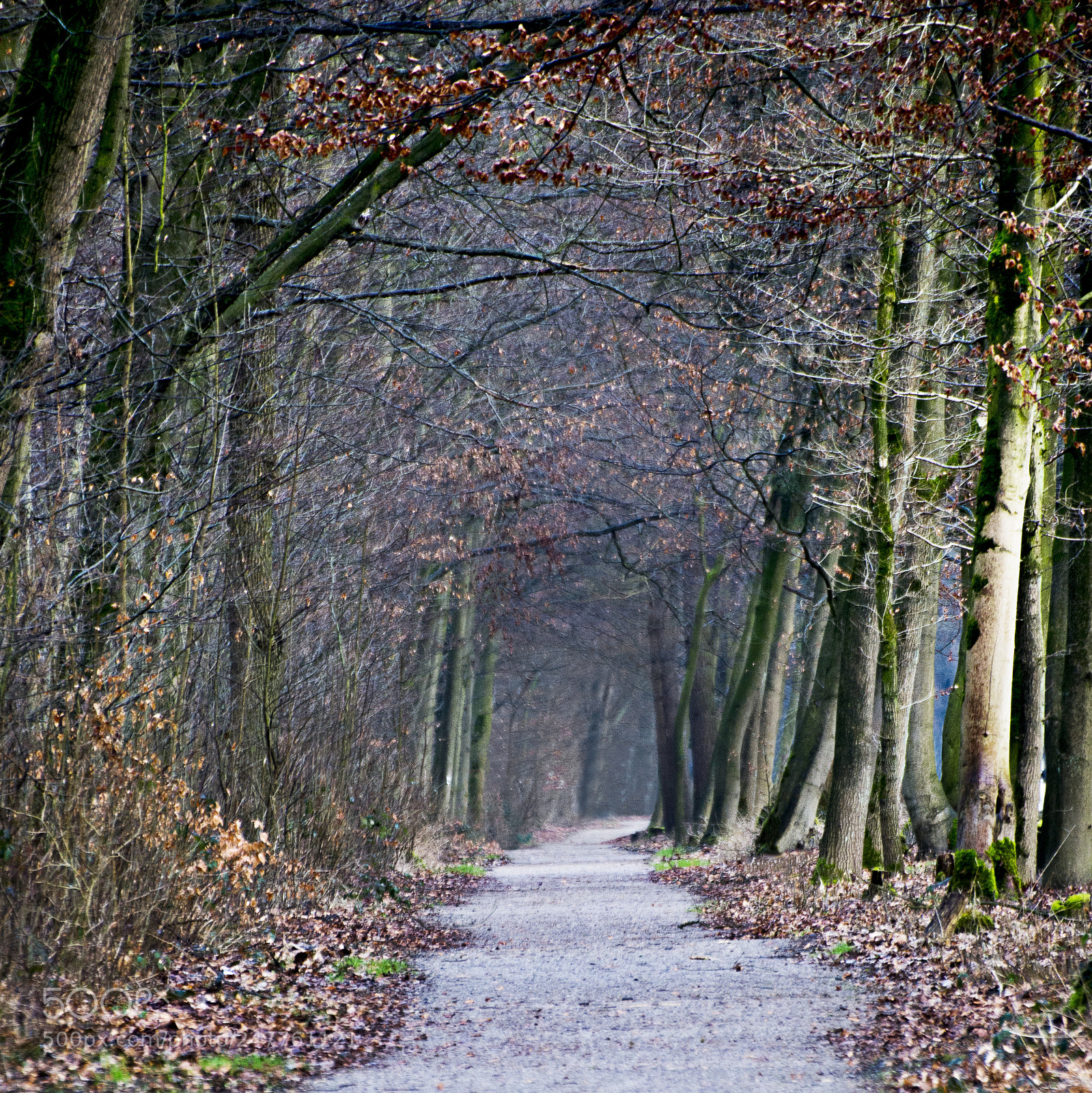 Pentax K-5 II sample photo. Treeway photography