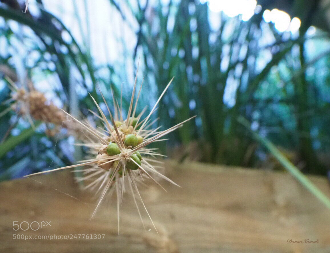 Olympus OM-D E-M1 Mark II sample photo. Spikes photography