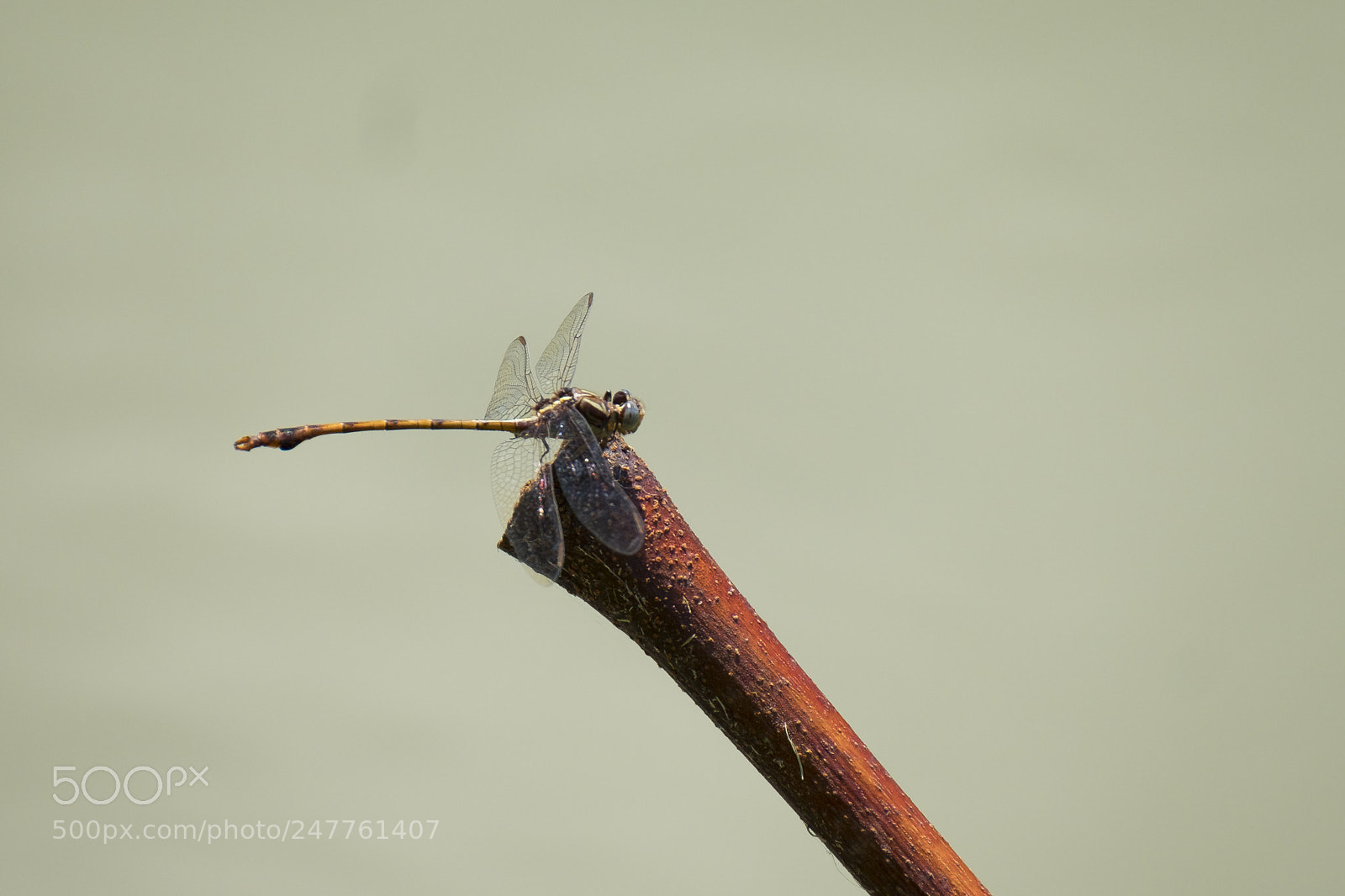 Fujifilm X-T2 sample photo. Beautiful dragonfly photography