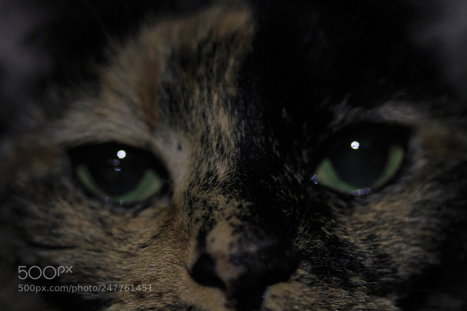 Canon EOS 7D sample photo. Mindy photography