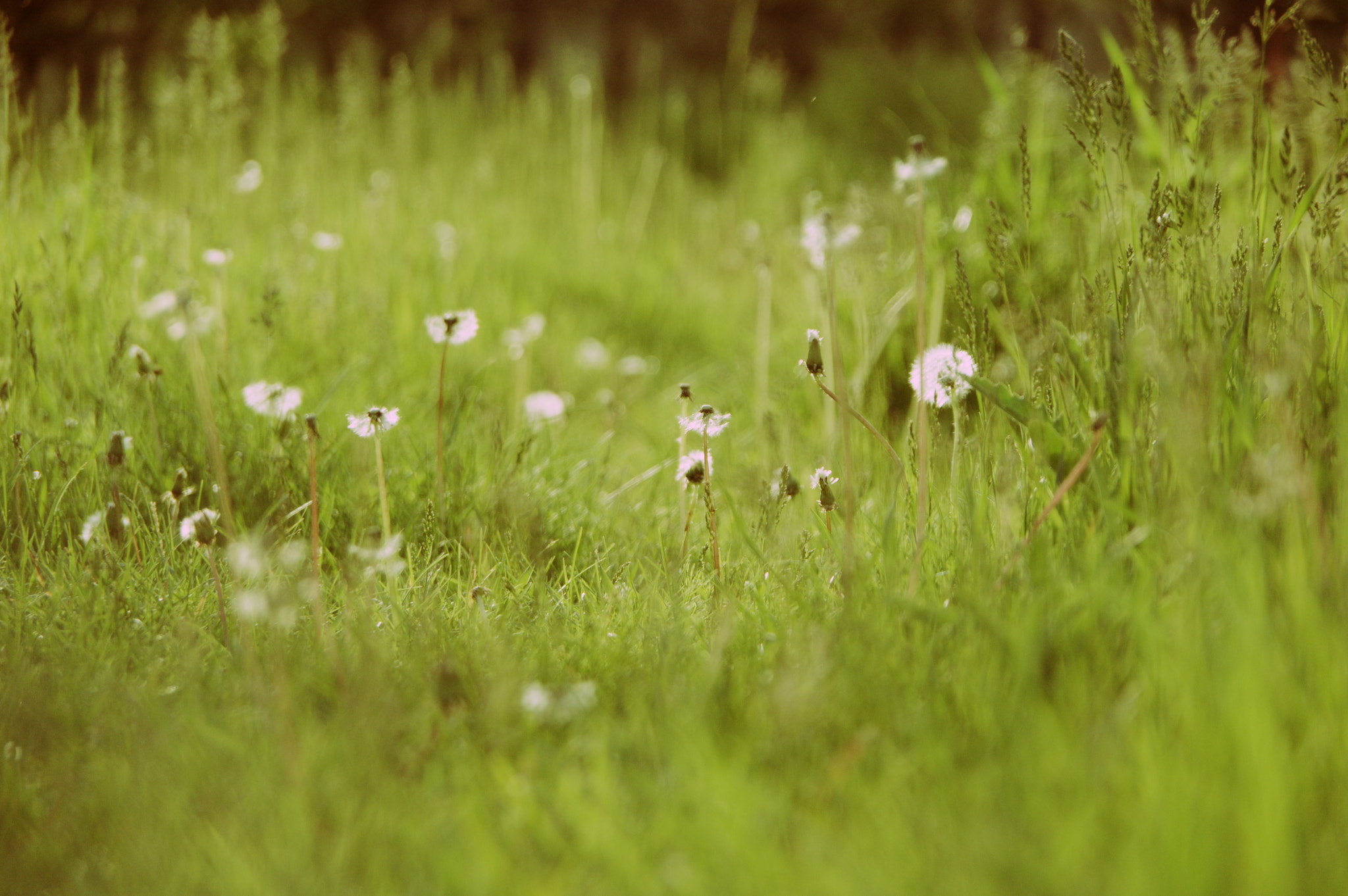 Pentax K-3 sample photo. 花郎绿草 photography