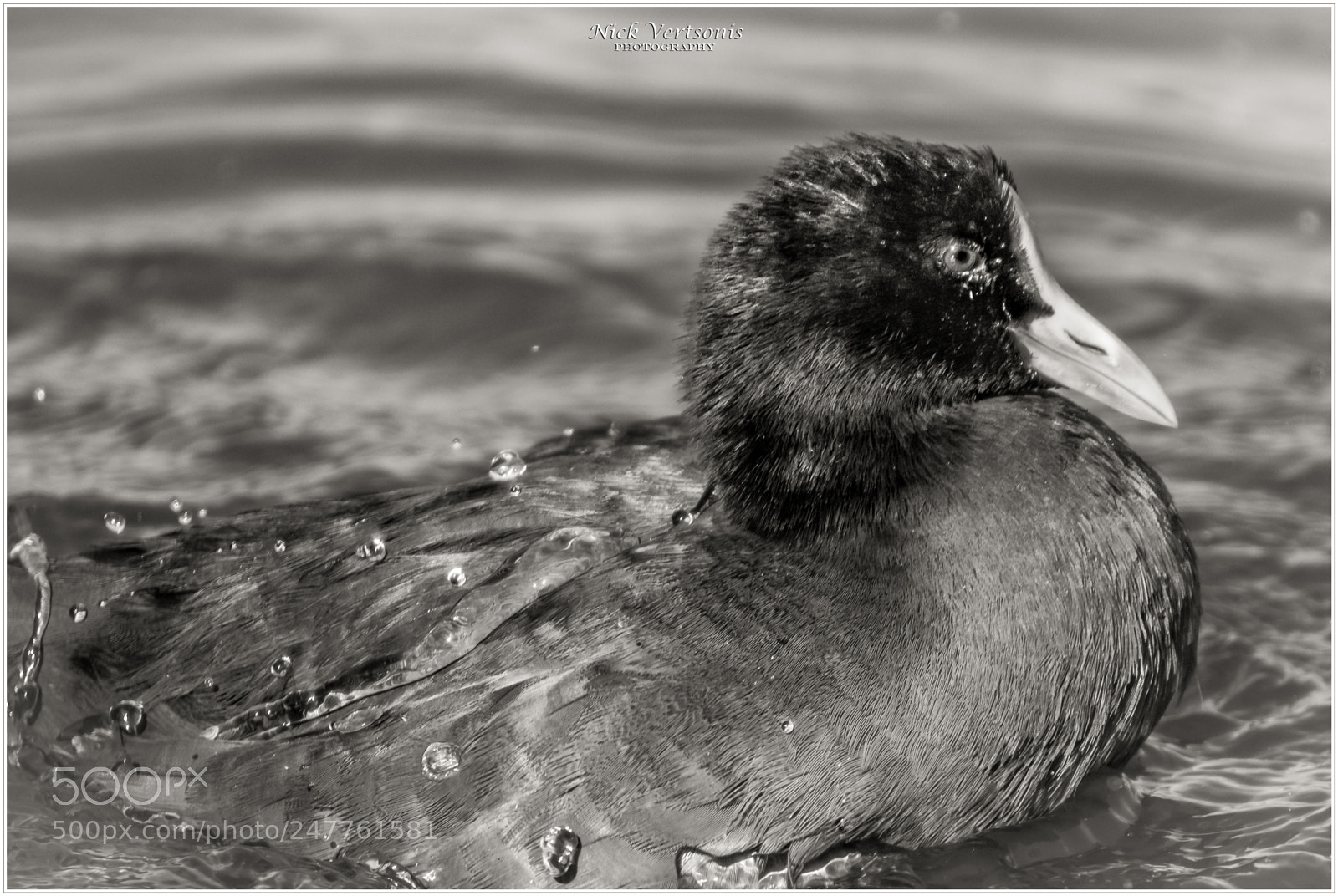 Nikon D7200 sample photo. Afternoon swim... photography