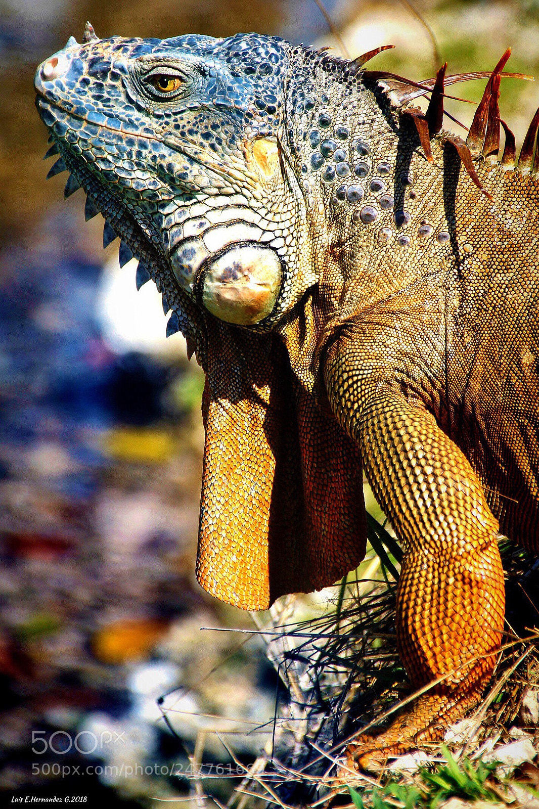 Apple iPhone 6s sample photo. Iguana photography