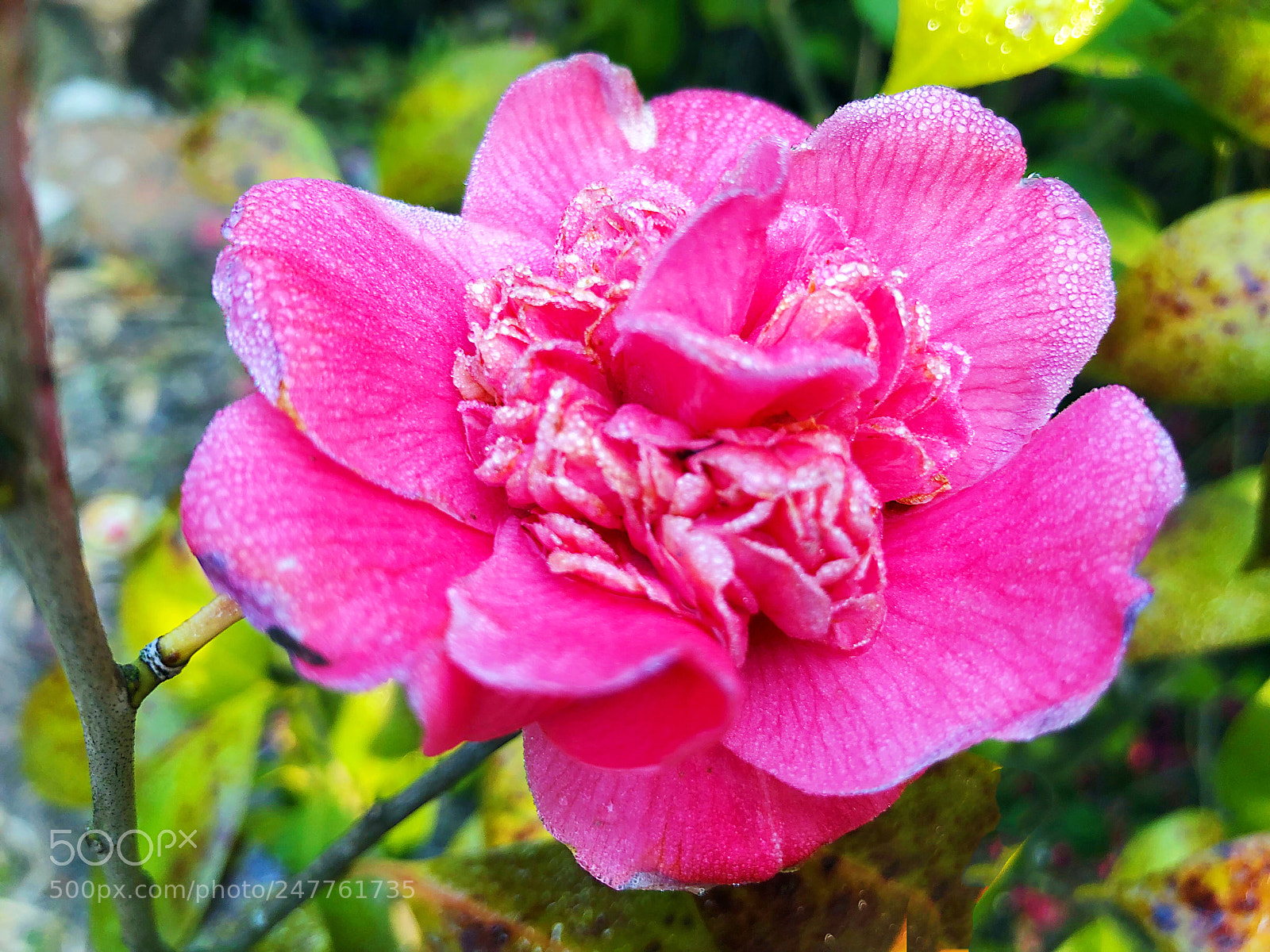 Apple iPhone X sample photo. Untitled photography