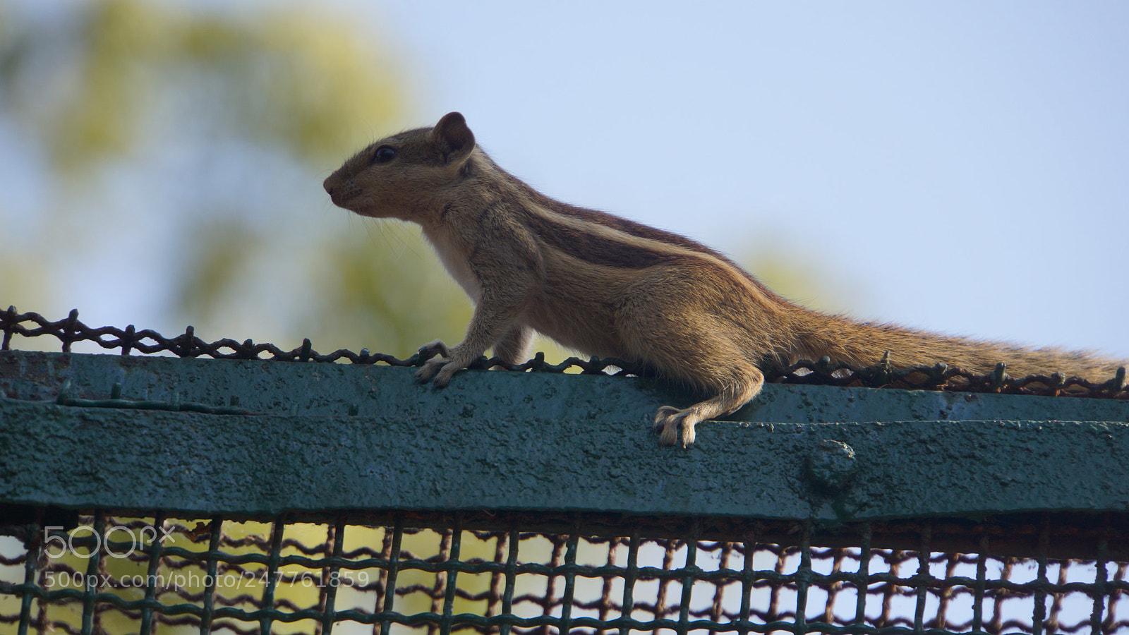 Sony Alpha NEX-7 sample photo. Squirrel on chain mesh photography