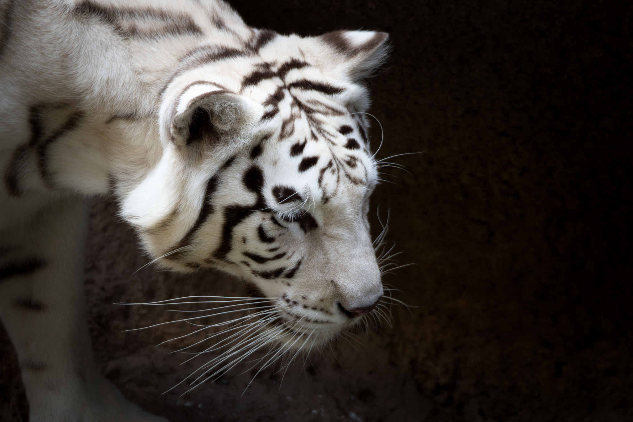 Canon EOS 750D (EOS Rebel T6i / EOS Kiss X8i) sample photo. White tiger photography