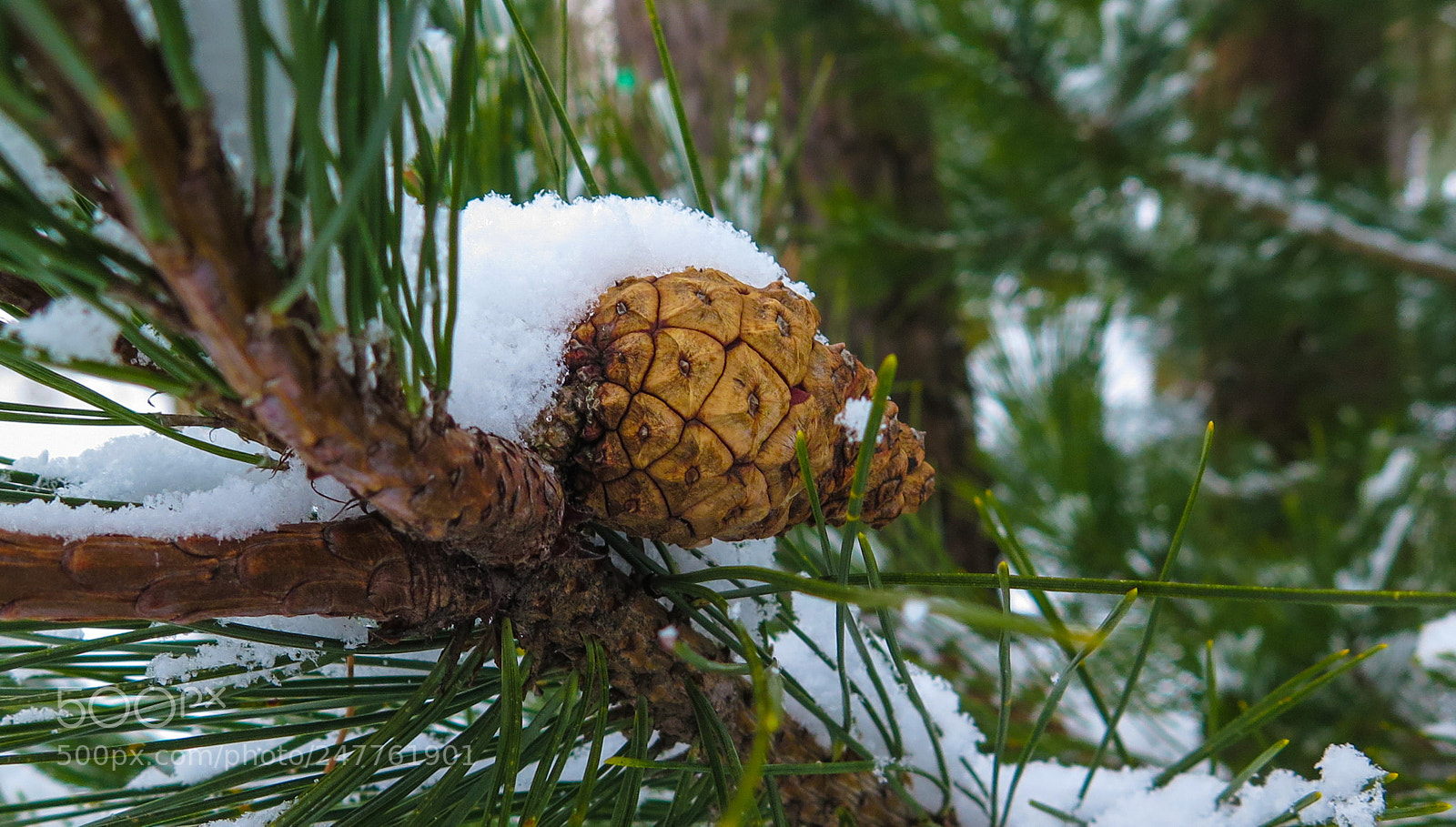 Canon PowerShot G16 sample photo. Pine cone photography