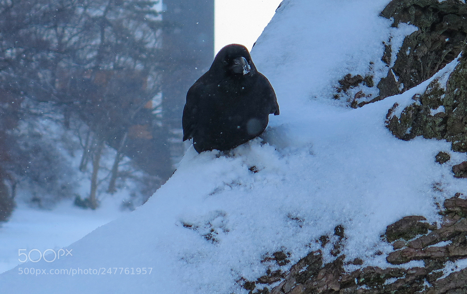 Canon PowerShot G16 sample photo. Raven in the snow photography