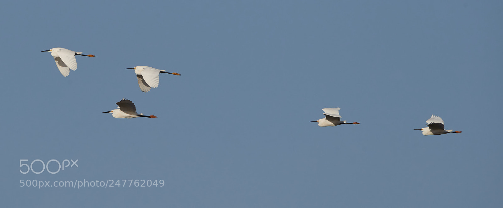 Canon EOS-1D X Mark II sample photo. 02-28-18-0005779.jpg photography