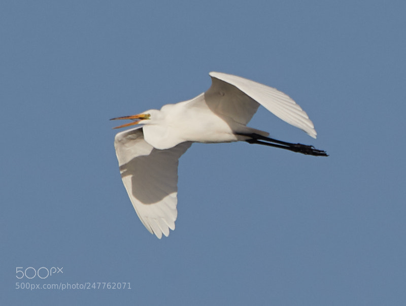 Canon EOS-1D X Mark II sample photo. 02-28-18-0005776.jpg photography