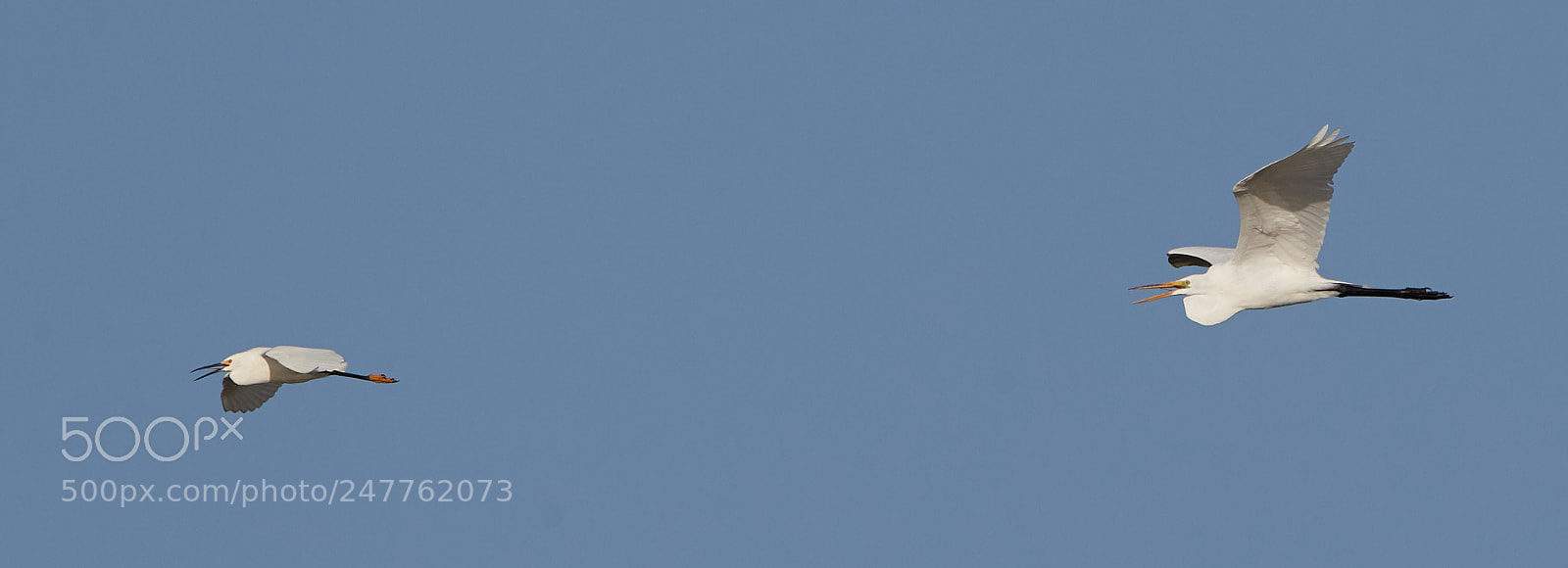 Canon EOS-1D X Mark II sample photo. 02-28-18-0005775.jpg photography