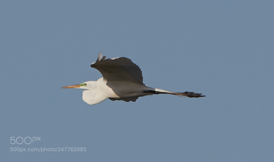 Canon EOS-1D X Mark II sample photo. 02-28-18-0005767.jpg photography