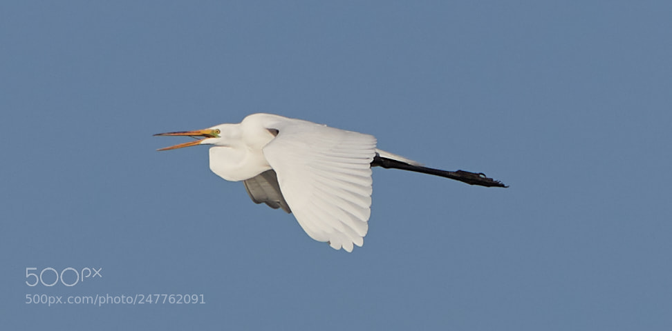 Canon EOS-1D X Mark II sample photo. 02-28-18-0005774.jpg photography