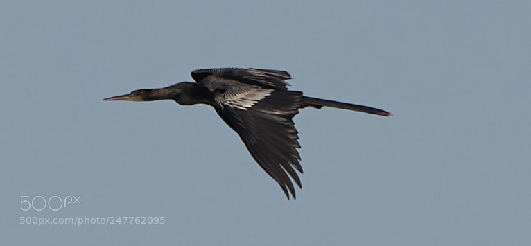 Canon EOS-1D X Mark II sample photo. 02-28-18-0005764.jpg photography