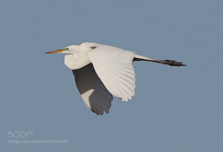 Canon EOS-1D X Mark II sample photo. 02-28-18-0005769.jpg photography